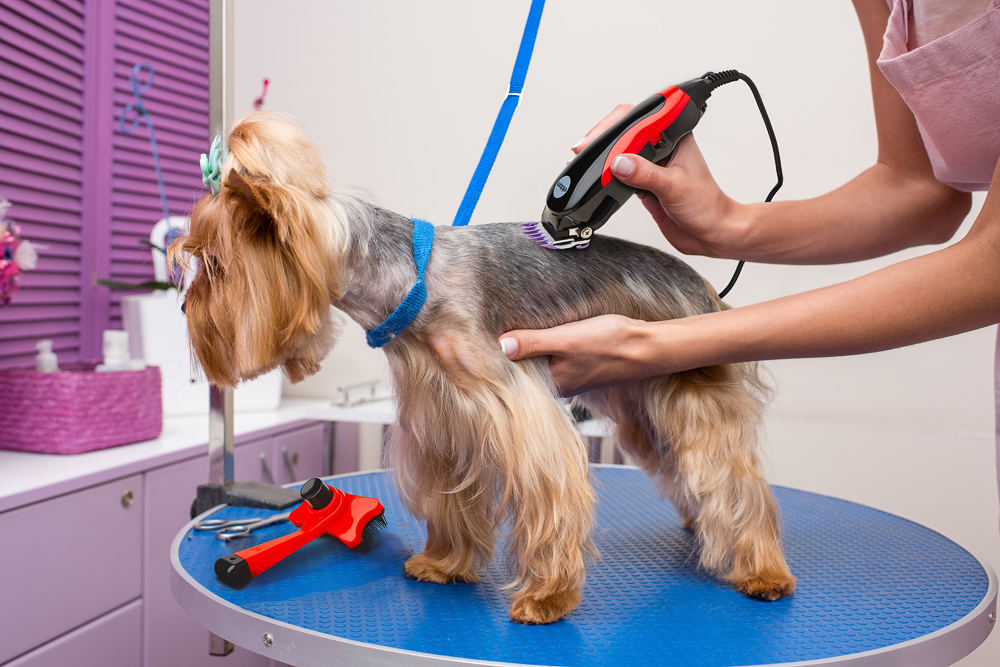 Zestaw do pielęgnacji zwierząt MZ200 BONI ELDOM