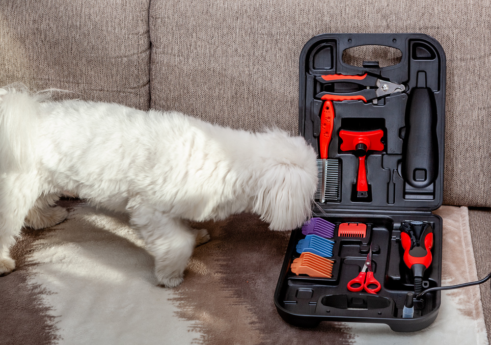 Jaka maszynka do strzyżenia Twojego pupila? Radzimy jak wybrać strzyżarkę do pielęgnacji zwierząt